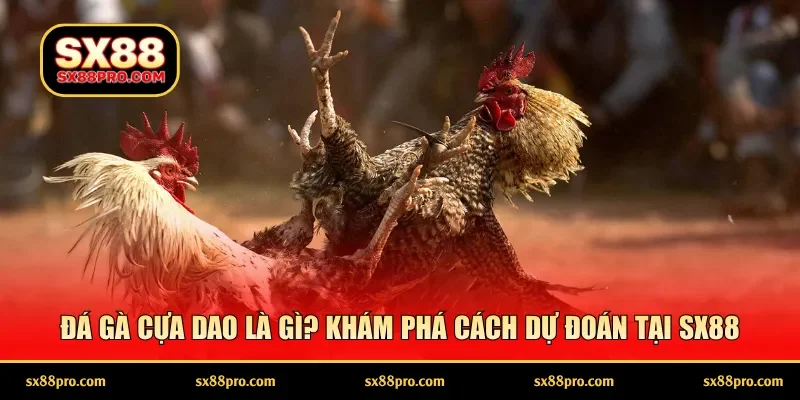Đá gà cựa dao rất có sức hút